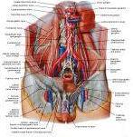 Anatomie: buikwand,rug,rugspier,buikspier,musculus obliquus,musculus transversus,musculus rectus,Poupart,ligamentum inguinalis,lattisimus dorsi,a. epigastrica,serratus anterior,trapezius,gluteus,teres major,teres minor,rhomboideus,supraspinatus,infraspinatus,levetor scapulae